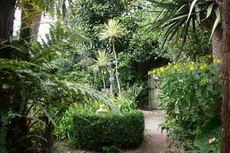 Tree & Shrub Garden tree 24-230x153
