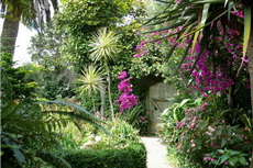 Tree & Shrub Garden tree 25-230x153