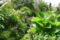 Tree & Shrub Garden tree 32-230x153