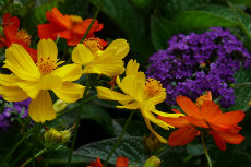 Cosmos sulphureus, Bright Eyes and purple Heliotrope jandir2012-04-230x153