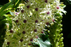 Eucomis comosa, Pinapple Lily jandir2012-06-230x153