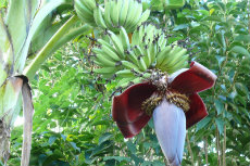 Musa acuminata, Lady Finger Banana aprdir2012-03-230x153