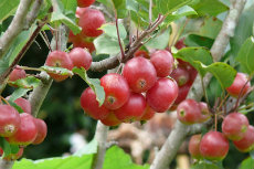 Malus x atrosanguinea, Crabapple, 'Gorgeous' aprdir2012-12-230x153