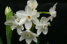 Narcissus papyraceus, Paper White Narcissus aprdir2012-13-230x153