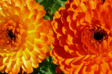 Calendula officinalis 'Pacific Beauty Giants' maydir2012-04-230x153