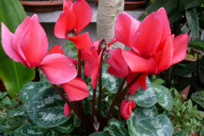 Cyclamen persicum, Florist Cyclamen hybrid maydir2012-06-230x153
