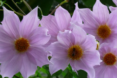 Dahlia imperialis, Tree Dahlia maydir2012-09-230x153