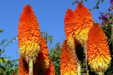 Kniphofia praecox, Red Hot Poker 'Winter Cheer' maydir2012-14-230x153