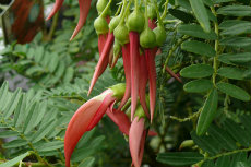 Clianthus - Puniceus 'Flamingo' - Kakabeak juldir2012-03-230x153