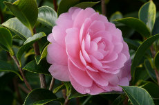 Camellia - E.G Waterhouse hybrid juldir2012-08-230x153