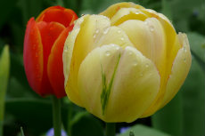 Golden Parade (yellow) Ad Rem (red orange) augdir2012-02-230x153