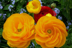 Ranunculus Hybrids and Myosotis sepdir2012-02-230x153