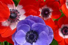 Anemone Blue Poppy and Hollandia sepdir2012-08-230x153