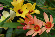 Ixia hybrida, African Corn Lily octdir2012-09-230x153