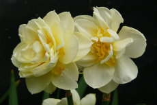 Narcissus double flowering hybrid 'Manly' octdir2012-10-230x153