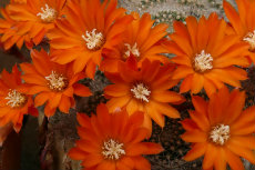 Cactus Rebutia flavistyla syn. Aylostera flavistyla novdir2012-04-230x153