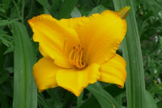 Hemerocallis, Day Lily, 'Twenty Four Karat' novdir2012-11-230x153