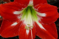 Hippeastrum hybrid Hippeastrum%20hybrid-120x80