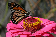 Monarch Butterfly Monarch-Butterfly 01-230x153