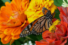 Monarch Butterfly Monarch-Butterfly 03-230x153